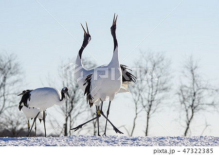 丹頂鶴 47322385