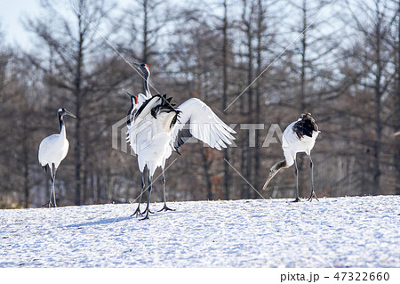 丹頂鶴の舞 47322660