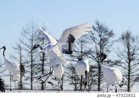 丹頂鶴の舞 47322832