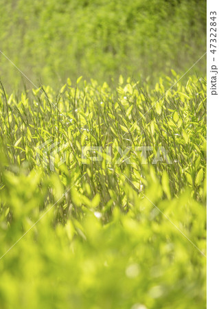 東京の江戸時代の小石川後楽園の小廬山。 東京の江戸時代の小石川後楽園の小廬山。 47322843