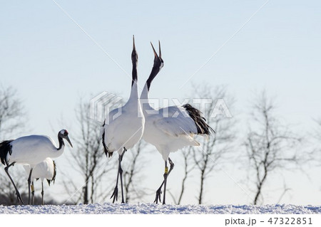 丹頂鶴の舞 47322851