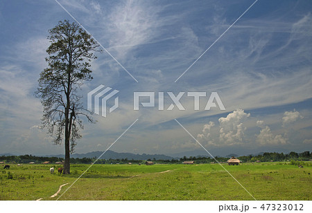 Landscape view of fields, Assam, Arunachal Pradesh Landscape view of fields, Assam, Arunachal Pradesh 47323012
