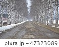 十勝牧場　白樺並木 47323089