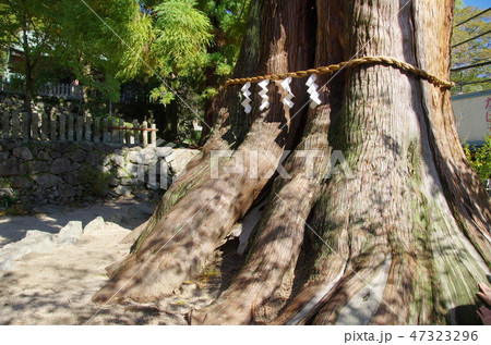 ご神木 47323296