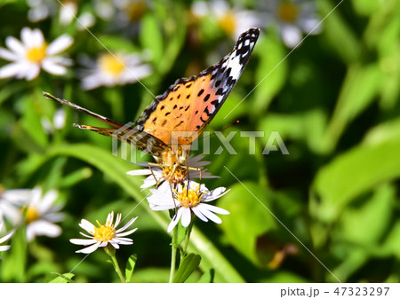 花と蝶その2 花と蝶その2 47323297