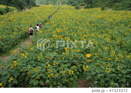 春 花 ヒマワリ 47323372