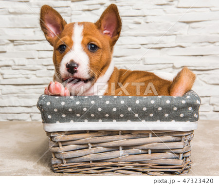 Funny Basenji puppy dog in the basket 47323420