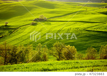 Beautiful green hills in Tuscany, Italy. 47323663