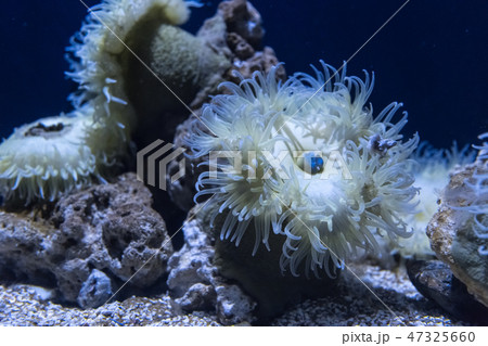 Sea anemone in a dark blue water of aquarium. Marine life background. 47325660