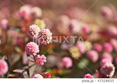 ピンクのヒメツルソバの花 47326635