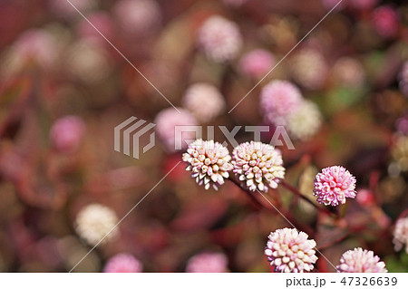 ピンクのヒメツルソバの花 ピンクのヒメツルソバの花 47326639