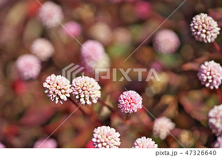 ピンクのヒメツルソバの花 ピンクのヒメツルソバの花 47326640