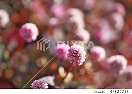 ピンクのヒメツルソバの花 47326718