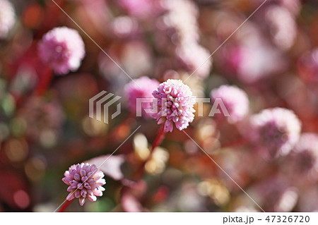 ピンクのヒメツルソバの花 47326720