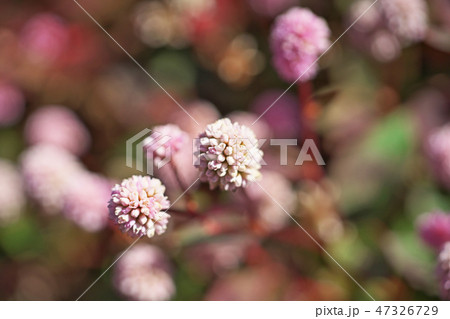 ピンクのヒメツルソバの花 ピンクのヒメツルソバの花 47326729