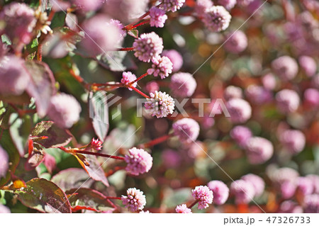 ピンクのヒメツルソバの花 ピンクのヒメツルソバの花 47326733