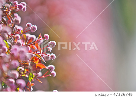 ピンクのヒメツルソバの花 ピンクのヒメツルソバの花 47326749