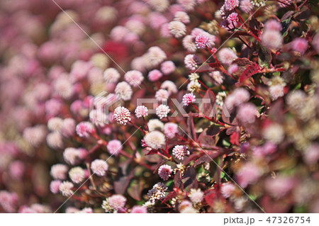 ピンクのヒメツルソバの花 ピンクのヒメツルソバの花 47326754