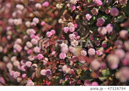 ピンクのヒメツルソバの花 ピンクのヒメツルソバの花 47326794