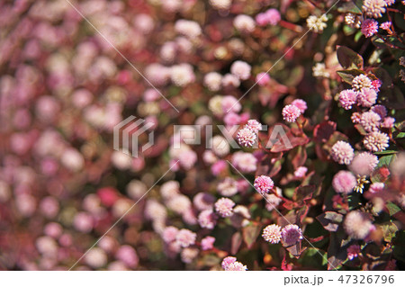 ピンクのヒメツルソバの花 ピンクのヒメツルソバの花 47326796