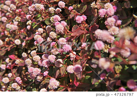 ピンクのヒメツルソバの花 ピンクのヒメツルソバの花 47326797