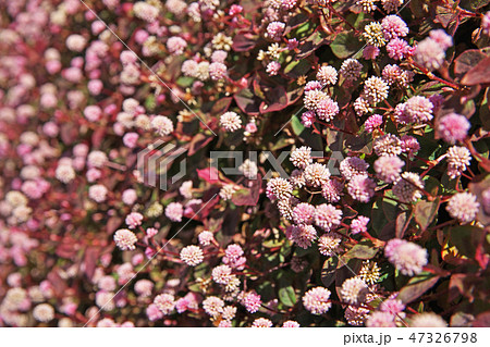 ピンクのヒメツルソバの花 47326798