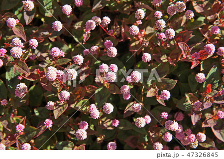 ピンクのヒメツルソバの花 47326845