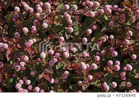 ピンクのヒメツルソバの花 ピンクのヒメツルソバの花 47326848