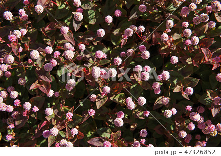 ピンクのヒメツルソバの花 ピンクのヒメツルソバの花 47326852