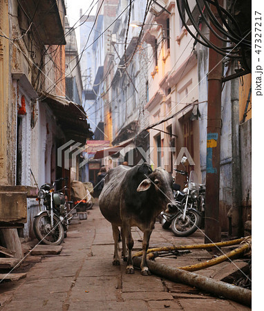 バラナシ　路地裏の牛 47327217