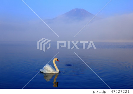 世界遺産 富士山 山中湖 白鳥 世界遺産 富士山 山中湖 白鳥 47327221