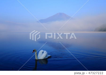 世界遺産 富士山 山中湖 白鳥 世界遺産 富士山 山中湖 白鳥 47327222