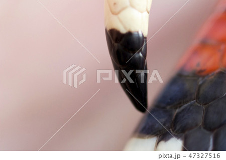 Young Scarlet kingsnake Lampropeltis elapsoides. Nonpoisonous snake with a three colored, which 47327516