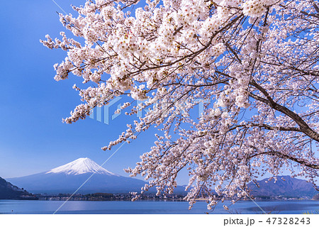 富士山と桜の写真素材