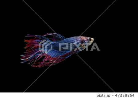 Siamese fighting fish, Crowntail blue fish. Siamese fighting fish, Crowntail blue fish. 47329864