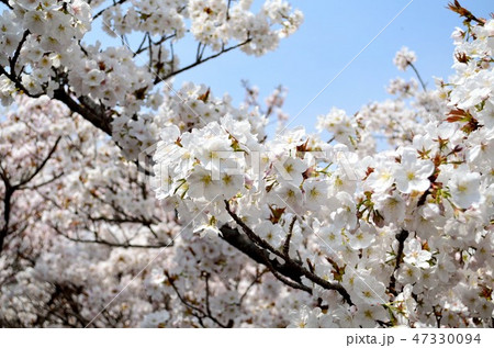 京都　御室桜　御室仁和寺 47330094