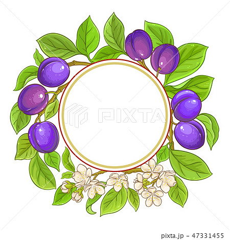 plum vector frame 47331455