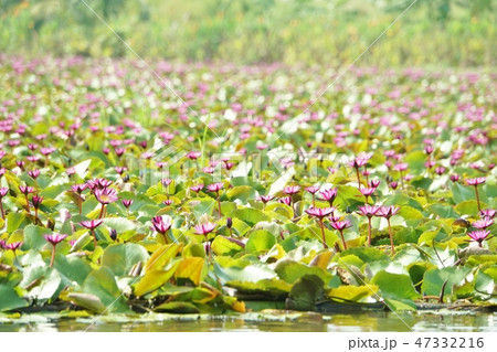 タイ王国ナコンパトム県レッド・ロータス水上マーケットでの風景 47332216