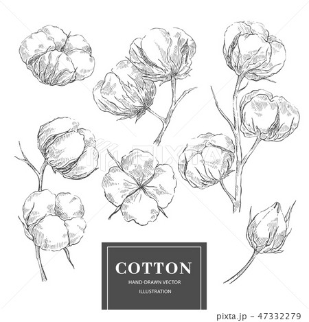 Cotton sketch branch collection 47332279