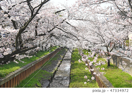 神奈川県川崎市中原区　住吉ざくら 47334972