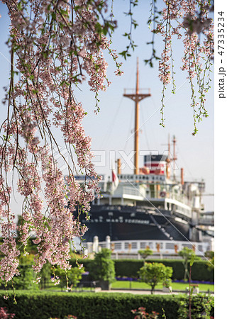 【横浜　氷川丸　枝垂桜】 47335234