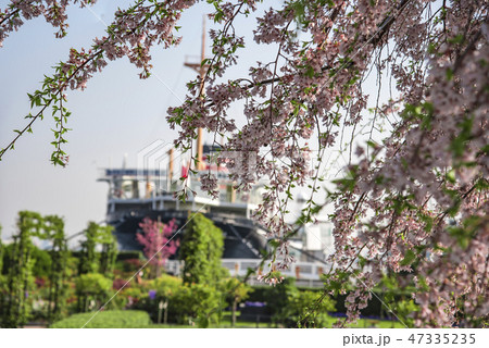 【横浜 氷川丸 枝垂桜】 【横浜 氷川丸 枝垂桜】 47335235