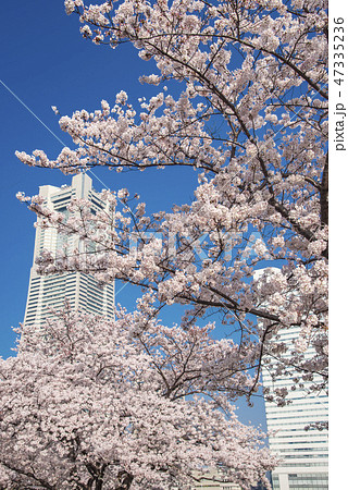 【ランドマークタワー 桜】 【ランドマークタワー 桜】 47335236