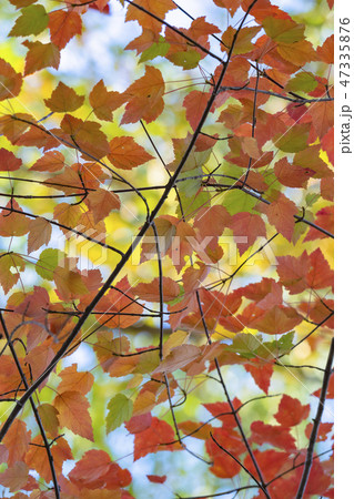 武蔵野の秋の空 47335876