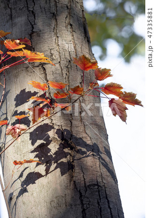 紅葉とその影 47335881