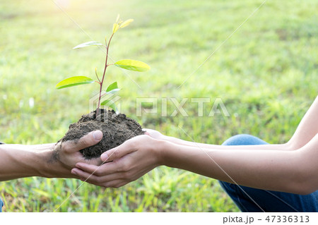 young man and woman plant a tree young man and woman plant a tree 47336313