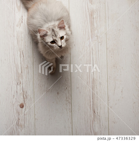 Gray cat sitting on white wood floor Gray cat sitting on white wood floor 47336329