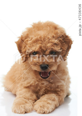 Smiling happy poodle puppy Smiling happy poodle puppy 47336436