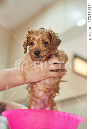 Cleaning poodle puppy Cleaning poodle puppy 47336437