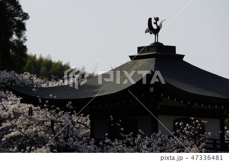 勸修寺 観音堂 桜 京都 山科区 蓮池 勸修寺 観音堂 桜 京都 山科区 蓮池 47336481